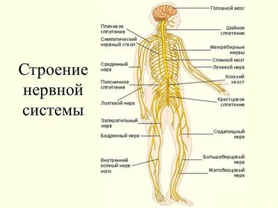 Нервная Система — стоковые фотографии и другие картинки Нервная система  человека - Нервная система человека, Хребет - часть тела, Медулла - iStock