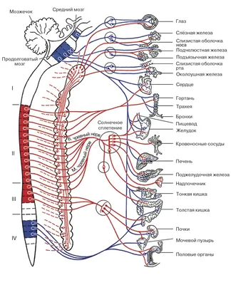 нервная система человека иллюстрация вектора. иллюстрации насчитывающей  боль - 226025257