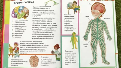 Раскрыт секрет работы «второго мозга» человека: Здоровье: Наука и техника:  Lenta.ru