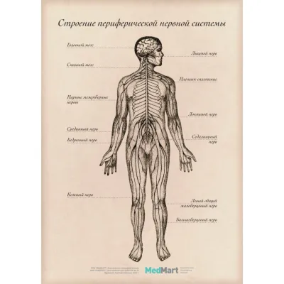 Влияние стресса на нервную систему