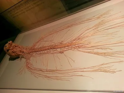 Нервная система человека Векторное изображение ©sasha_zerg 110070766