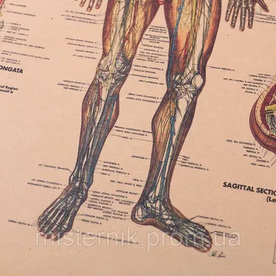 Плакат “Общая организация периферической нервной системы (вид сзади)” - ООО  \"МЕДСИМ\"