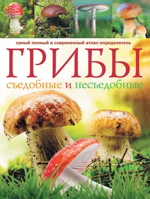 Грибы рядовки — как отличить съедобные от несъедобных | Азбука огородника |  Дзен