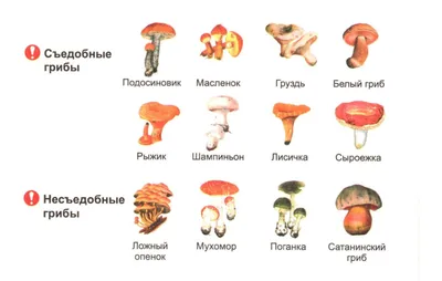 Грибы несъедобные рисунок - 52 фото