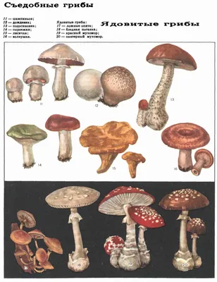 Администрация Никольского городского поселения Тосненского района  Ленинградской области | Памятка «Ядовитые грибы»
