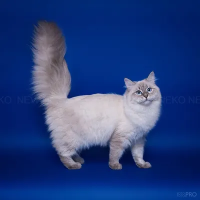 Невская маскарадная кошка фото