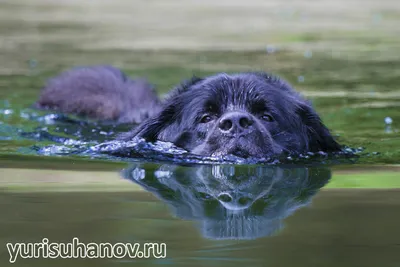 Ньюфаундленд Баги на Dog Open Air | Фотограф-анімаліст Ольга Хазай