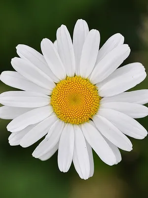 Нивяник обыкновенный (Leucanthemum Vulgare)