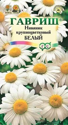 Нивяник наибольший: купить в Москве саженцы Leucanthemum maximum в  питомнике «Медра»