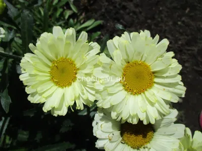 Нивяник наибольший / Leucanthemum maximum \"Crazy Daisy\", цена, купить в  Перми - Многолетние цветы - Питомник «Анютины Глазки» Пермь