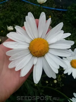 Нивяник обыкновенный / Leucanthemum vulgare/ Поповник | отзывы