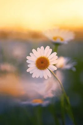 Фото Крыма и Кавказа ‣ Нивяник обыкновенный (поповник) — leucanthemum  vulgare - пейзажные фотографии гидов Phototour.club