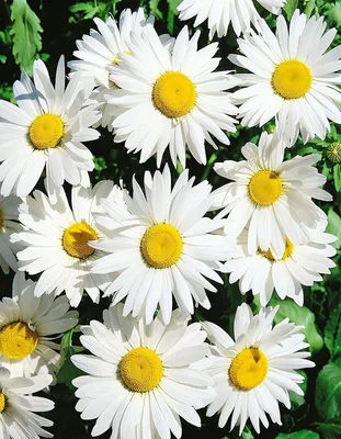 Нивяник наибольший Leucanthemum maximum \"Alaska\" : С2/3 | Сибирские газоны  - Сибирские газоны