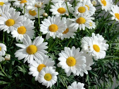 Нивяник наибольший (Leucanthemum maximum) - Нивяник наибольший -  Многолетники - Каталог - LESKOVO-PITOMNIK.ru