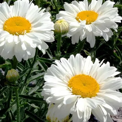 Leucanthemum 'Paladin' - нивяник 'Paladin' - питомник растений  Санкт-Петербург