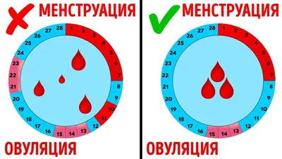 Всё о менструации: подробный гайд от клиники Euromed In Vitro - Euromed In  Vitro