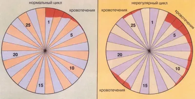 Месячные при беременности – норма или аномалия