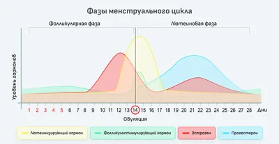 Месячные: в чем критичность? | PSYCHOLOGIES