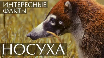 Wiki Nature - Носухи или коати. Слово «носуха»... | Facebook