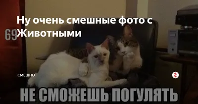 Ну очень смешные открытки для людей с чувством юмора 😁 Подойдут на любой  случай и даже просто без повода ◻️Цена: 25₽ ✨✨✨✨✨✨✨✨✨✨✨ Мы… | Instagram