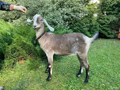 Kazas siers \"Jaunpuntuži\" - Ещё немного о наших красавцах!🐐 Англо-нубийская  коза является британской породы, её получили при скрещивании коренных  британских коз и крупных вислоухих. Зачастую данную породу называют просто  нубийской.🙂 Англо-нубийские козы