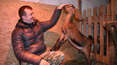 Фото к объявлению: нубийские козы и козлята — Agro-Ukraine