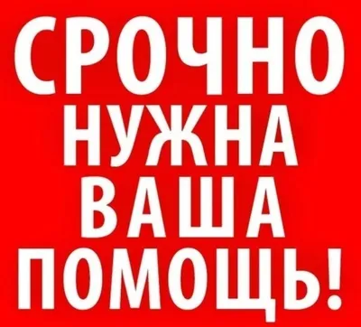 Ребята, мне очень нужна помощь машиной по разным направлениям. СПБ. |  Animalrescueed | Дзен