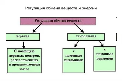 Концентрат \"Обмен веществ\" с экстрактом ананаса, куркумы и зеленого чая +  инозит и магний, 60 капсул - купить оптом с доставкой