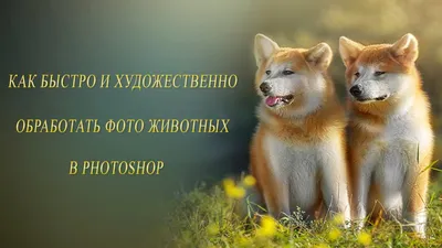 Обработка фотографии. Цвет, фон, объём.