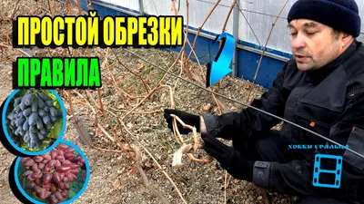 Обрезка винограда схема | Виноград, Сад, Огород