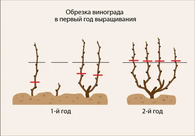 ОБРЕЗКА ВИНОГРАДА ОСЕНЬЮ ДЛЯ НАЧИНАЮЩИХ ПРОСТО. КАК ОБРЕЗАТЬ ВИНОГРАД?  СЕВЕРНЫЙ ВИНОГРАДНИК 22-42 - YouTube