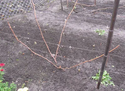 Как правильно обрезать виноград – подробная инструкция для новичков | В  саду (Огород.ru)