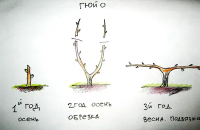 Обрезка и формирование сортов винограда. Инструкция для начинающих в  картинках