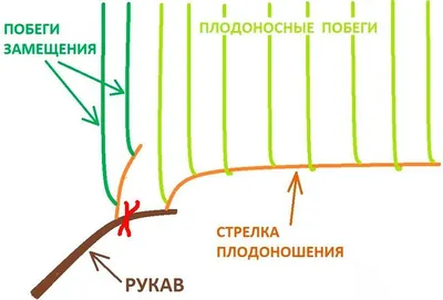 Обрезка и формирование сортов винограда. Инструкция для начинающих в  картинках