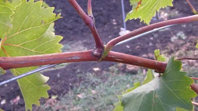 Обрезка винограда осенью для начинающих: первый, второй, третий год. -  YouTube