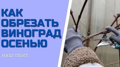 Как правильно обрезать виноградную лозу чтобы был хороший урожай | Грядки в  порядке | Дзен