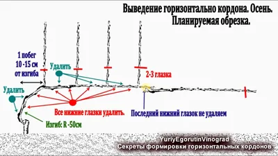 КАК ОБРЕЗАТЬ ВИНОГРАД ОСЕНЬЮ для начинающих пошаговое видео - YouTube