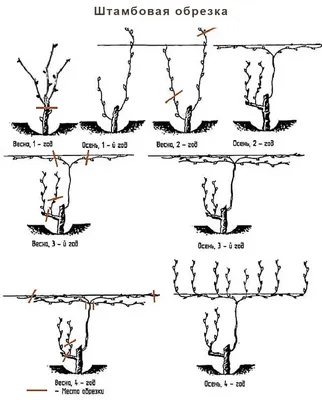 Обрезка винограда осенью: пошаговая инструкция для начинающих, схемы и  правила | ivd.ru