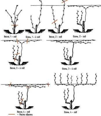 Обрезка винограда весной - сроки и техника проведения, инструкция