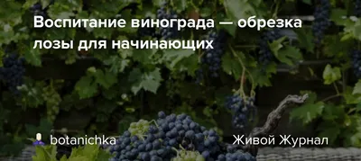 Обрезка винограда весной: правила для начинающих