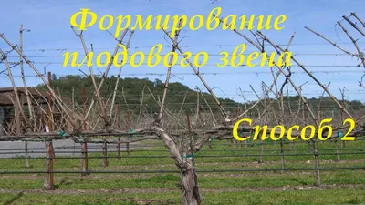 Как правильно обрезать и укрыть виноград осенью - \"Професійне насіння\"