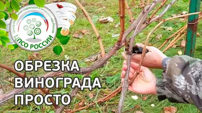 Обрезка винограда весной – пошаговая инструкция с видео для начинающих | В  саду (Огород.ru)