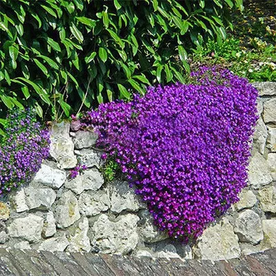 Aubrieta hybrida 'Lucas', Обриетта гибридная 'Лукас'|landshaft.info