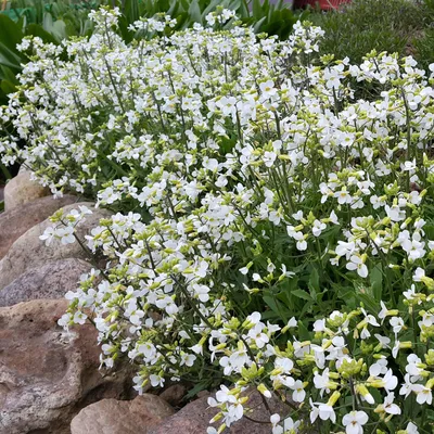 Обриета гибридная каскадная фиолетовая Aubrieta hybrida cascade purple -  купить семена цветов с доставкой по Украине в магазине Добродар