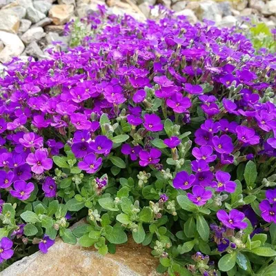 Обриета «Одри» (Aubrieta hybrida «Audrey») - Флора-спектр | ДЕКОРАТИВНЫЕ  РАСТЕНИЯ ОТКРЫТОГО ГРУНТА, ОЗЕЛЕНЕНИЕ, КОНСУЛЬТАЦИИ СПЕЦИАЛИСТА,  ЛАНДШАФТНЫЙ ДИЗАЙН + МОНТАЖ СИСТЕМ АВТОМАТИЧЕСКОГО ПОЛИВА