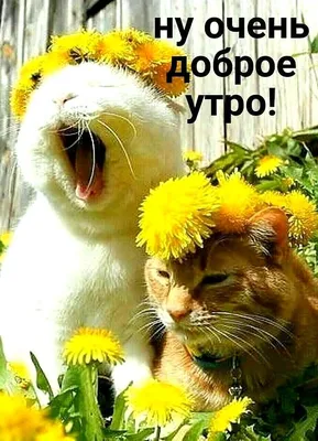 Весеннее 🍃🌞🌿 Утро доброе! | Доброе утро, Счастливые картинки, Котята