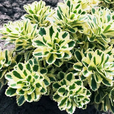 Очиток ложный \"Sedum\"