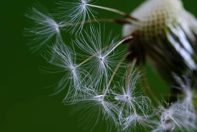 Фотография для печати Солнечный одуванчик / Photo Sunny dandelion в  интернет-магазине Ярмарка Мастеров по цене 150 ₽ – T5B7UBY | Фотографии,  Домодедово - доставка по России