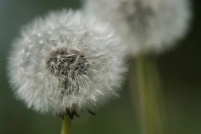 одуванчик вида Taraxacum Officinale. Стоковое Изображение - изображение  насчитывающей одуванчик, вполне: 227490783