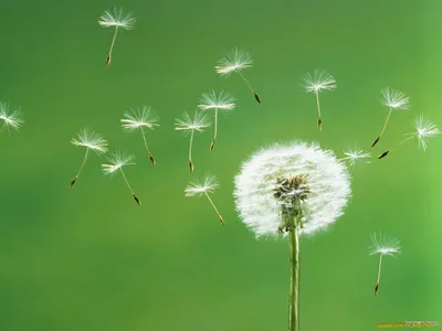 Фотообои одуванчики, купить обои одуванчики на стену - \"Шпалерня\"